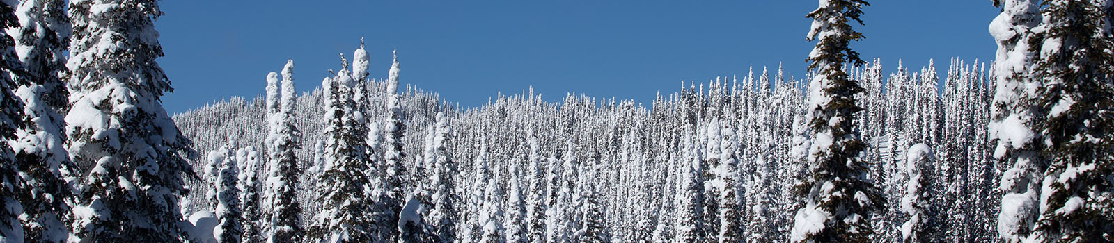 snow-kids-softshells-banner